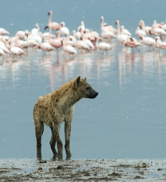 4 Days Masai Mara & Lake Nakuru Safari Adventure