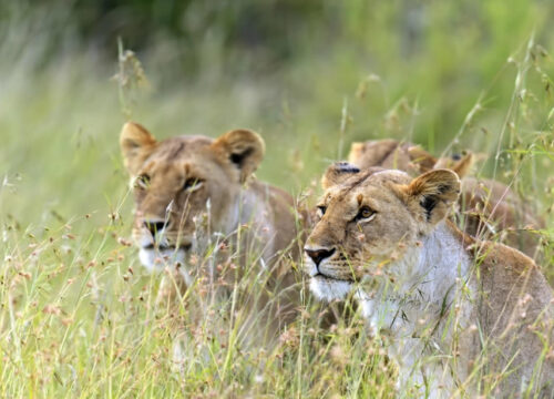 3 Days, 2 Nights Masai Mara Wildlife Safari