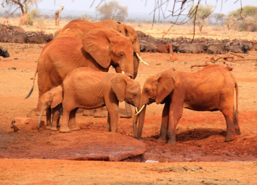 3 Days Amboseli & Tsavo East National Park Safari