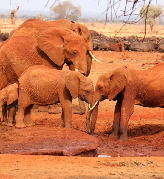 3 Days Amboseli & Tsavo East National Park Safari