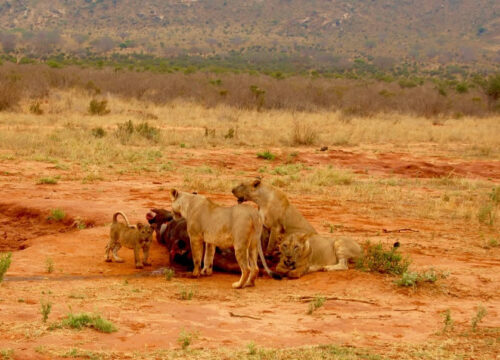 10 Days Ol Pejeta, Nakuru, Masai Mara, Naivasha, Amboseli, Tsavo West & Diani Beach