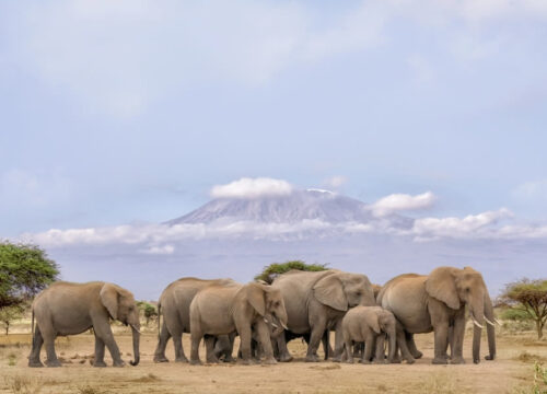 6 Days Amboseli, Lake Nakuru & Masai Mara Kenya Safari