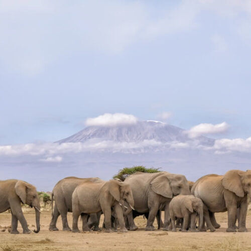 6 Days Amboseli, Lake Nakuru & Masai Mara Kenya Safari