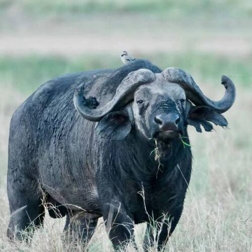 10 Days Kenya Wildlife Safari & Watamu Beach Vacation