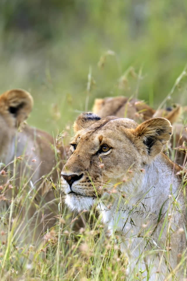Masai Mara National Reserve