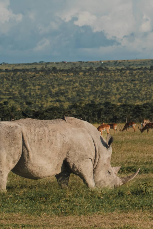 Ol Pejeta conservancy