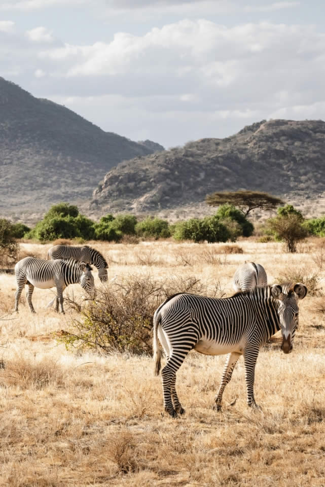 Samburu National Reserve