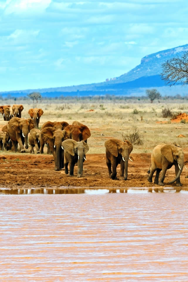 Tsavo National Park