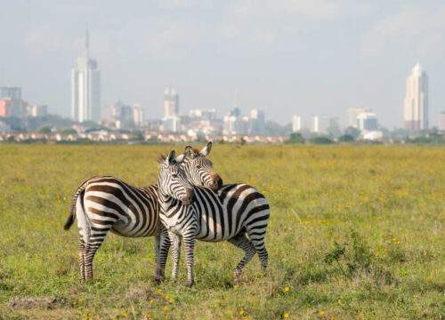 Nairobi National Park Day Tour