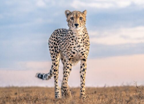 10 Days Bush & Beach Vacation: Aberdares, Ol Pejeta, Naivasha, Amboseli, Taita Hills & Malindi Beach