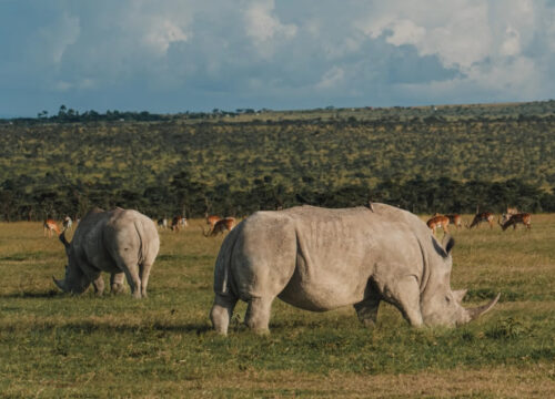 5 Days Ol Pejeta Conservancy, Lake Nakuru & Masai Mara Safari