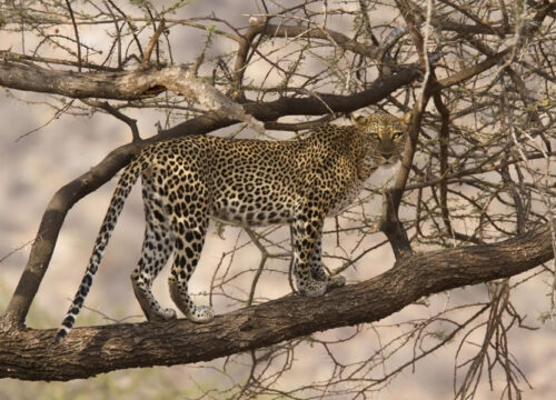 3 Days Samburu Game Reserve Safari Adventure