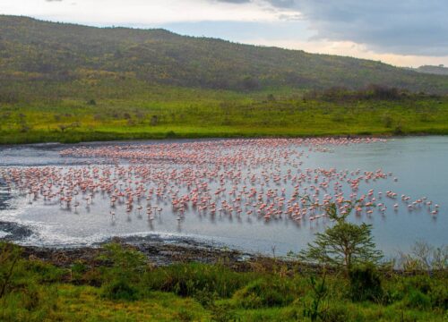 9 Days Arusha, Manyara, Serengeti, Ngorongoro & Tarangire Safari