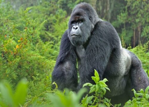 3 Days Uganda Gorilla Safari to Bwindi Impenetrable National Park