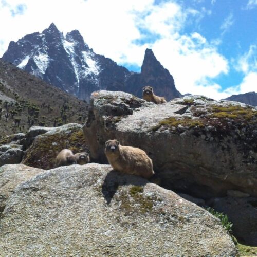 4 Days Mt Kenya Climbing: Naro Moru – Sirimon Route