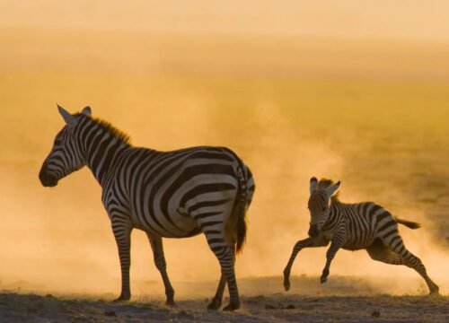 15 Days Kenya, Tanzania Safari Adventure & Zanzibar Beach