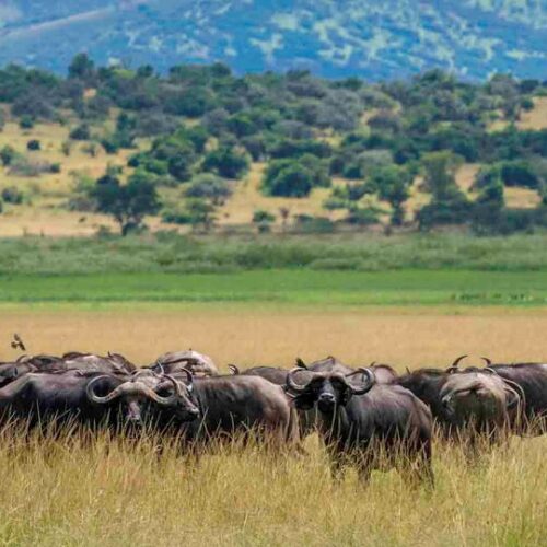 5 Days Rwanda Gorilla Trekking & Akagera Safari Adventure