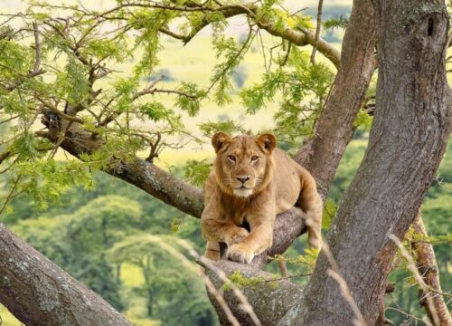 4 Days Uganda Gorilla Trekking in Bwindi & Safari in Queen Elizabeth