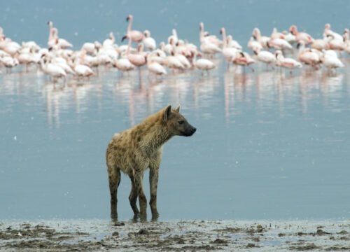 4 Days Masai Mara & Lake Nakuru Safari Adventure