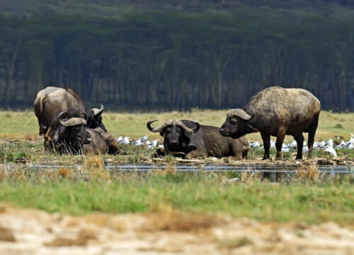 Lake Nakuru National Park Day Trip