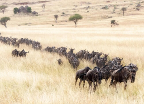 The Maasai Mara After the Migration: Is Kenya Still Worth Visiting When the Herds Have Left?