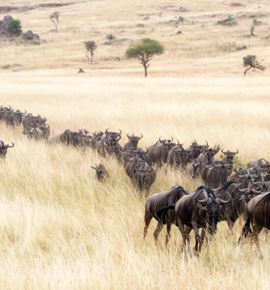The Maasai Mara After the Migration: Is Kenya Still Worth Visiting When the Herds Have Left?