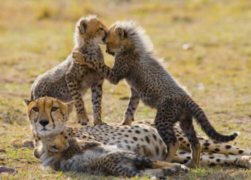 5 Days Amboseli & Masai Mara Luxury Air Safari