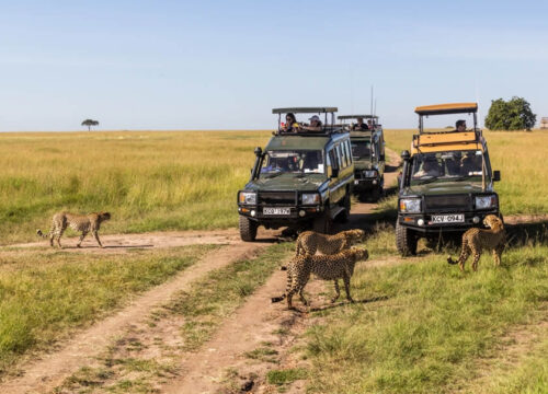 4 Days Wild Escape Safari to Masai Mara