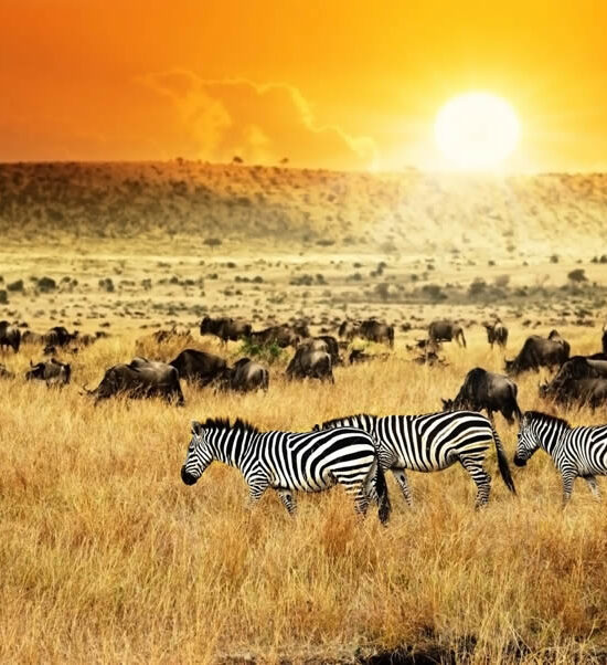 From Sunrise to Sunset: A Day Inside the Life of an East African Safari