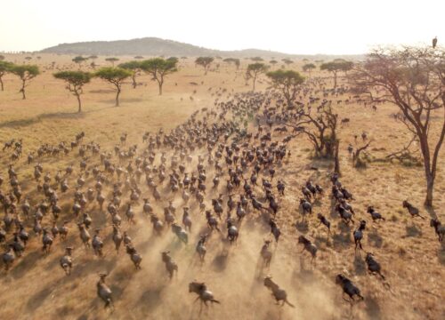 What to Know as a First-Time Traveller to Kenya for the Great Wildebeest Migration