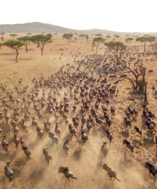What to Know as a First-Time Traveller to Kenya for the Great Wildebeest Migration