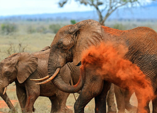 4 Days Kenya Safari to Tsavo West & Tsavo East from Mombasa