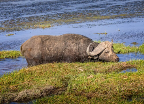 Top National Parks to See Big Five Wildlife in Kenya
