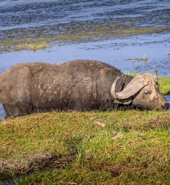 Top National Parks to See Big Five Wildlife in Kenya