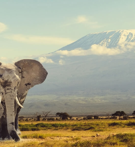 Explore Amboseli National Park in Kenya: The Ultimate Travel Guide