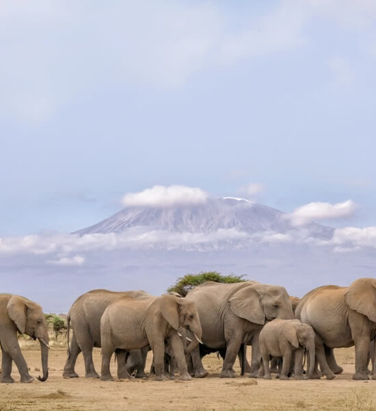 6 Days Amboseli, Lake Nakuru & Masai Mara Kenya Safari