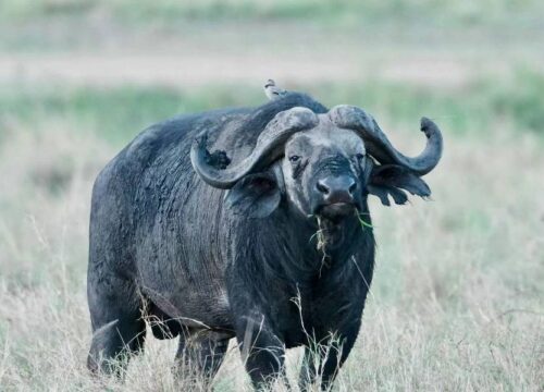 10 Days Kenya Wildlife Safari & Watamu Beach Vacation