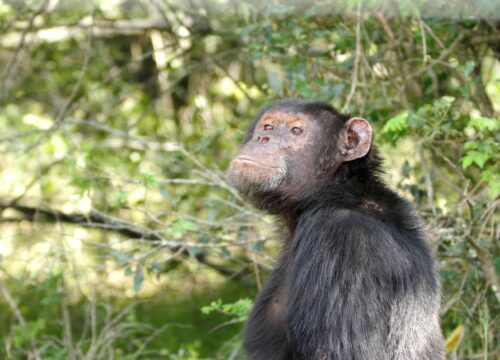 Ol Pejeta Conservancy & Chimpanzee Sanctuary Day Trip