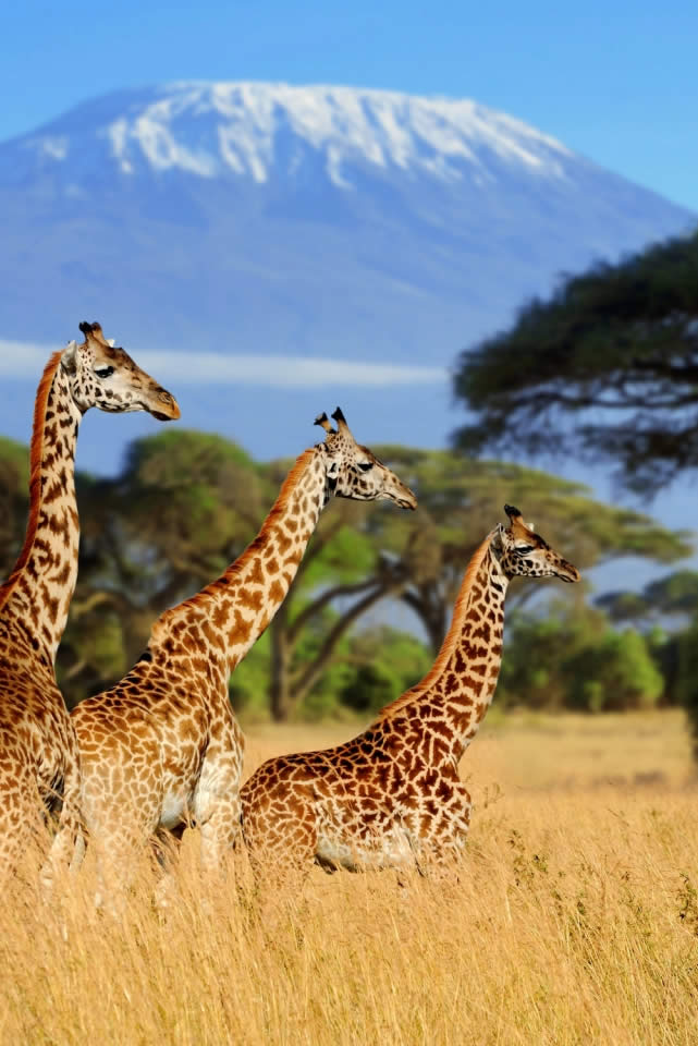 Amboseli National Park
