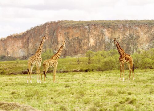 Hells Gate National Park & Lake Naivasha Day Tour