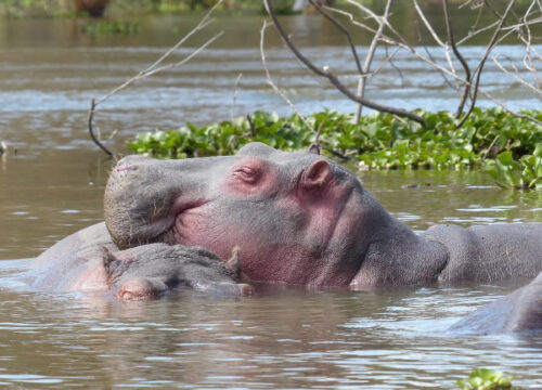 5 Days Masai Mara, Lake Nakuru & Naivasha Kenya Safari