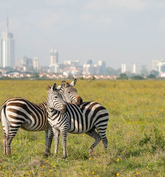 Nairobi National Park Day Tour