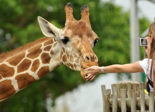 David Sheldrick Elephant Orphanage & Giraffe Center Day Tour