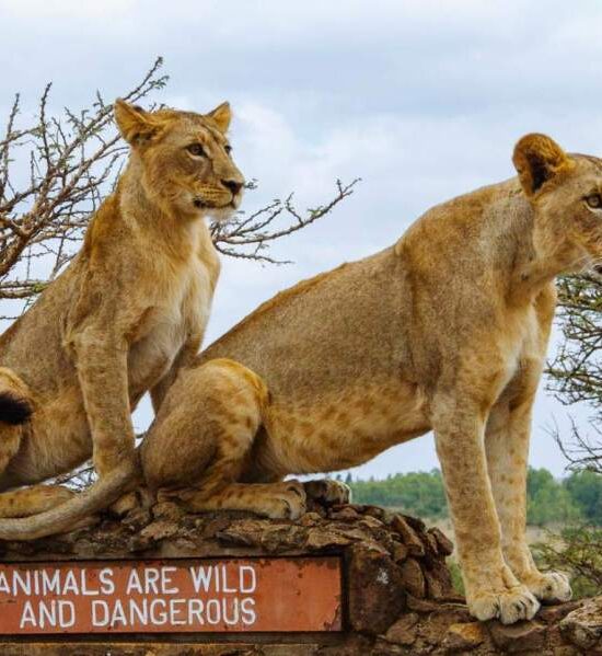 10 Best Things to Do in Nairobi: Excursions & Adventures