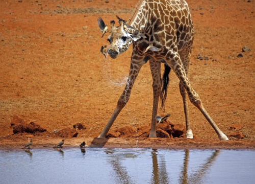 13 Days Amboseli, Samburu, Masai Mara & Mombasa Beach Honeymoon