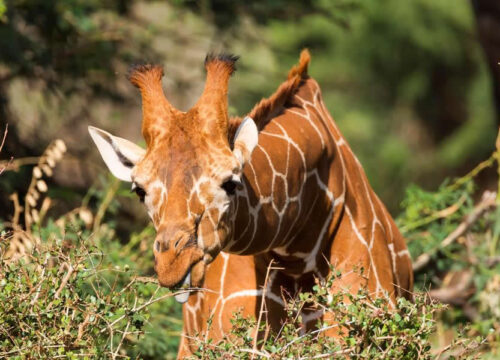 8 Days Ol Pejeta Conservancy, Samburu, Lake Nakuru, Masai Mara Safari