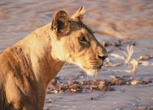 7 Days Kenya Flying Safari to Amboseli, Samburu & Masai Mara