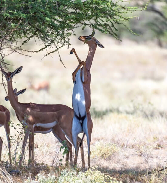 Exploring Kenya’s Lesser-Known Safari Regions: The Wildlife You Might Miss by Following the Crowds: