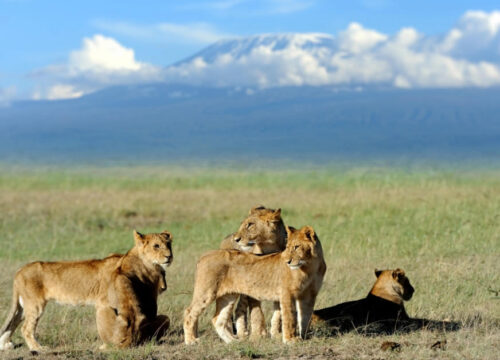 8 Days Nakuru, Masai Mara, Serengeti, Ngorongoro & Amboseli Safari