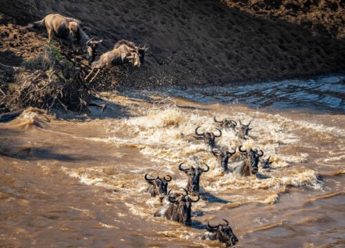 6 Days Masai Mara, Serengeti & Ngorongoro Migration Safari